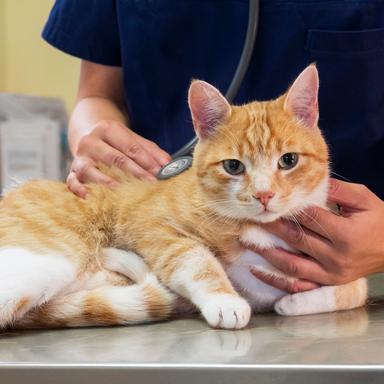 Vorschau von Tierärzte Engen IVC Evidensia GmbH
