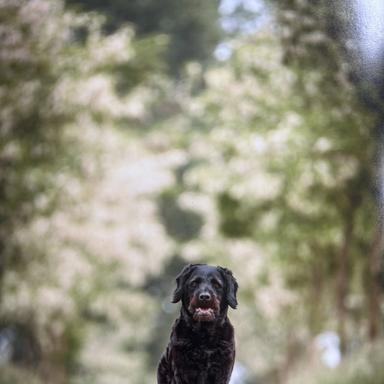 Preview of Hund Katze Herz Claudia von Ruffer Tierarztpraxis für kardiologische Untersuchungen