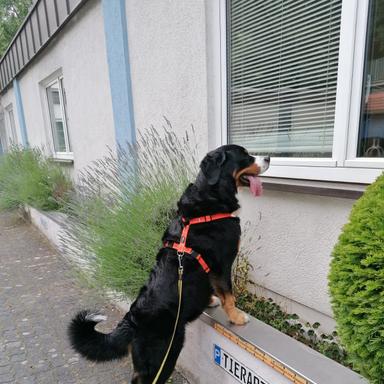 Vorschau von Thomas Schell