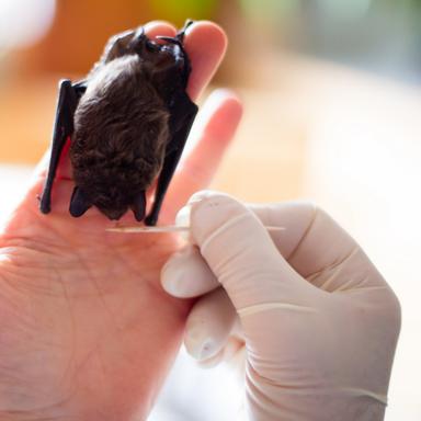 Vorschau von Karin Ulich Tierärztin