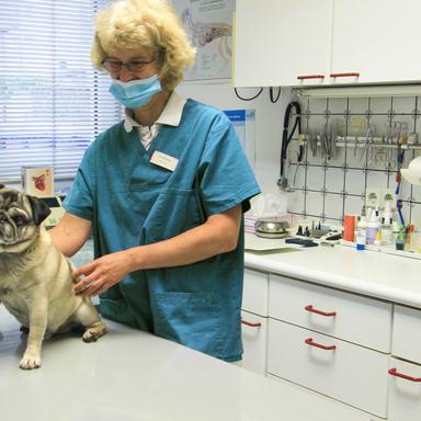 Preview of Dr. Marita Illenseer Tierärztin