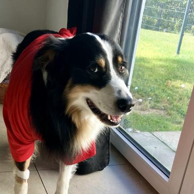 Preview of Dr.med.vet. Thomas Pfeiffer Tierarzt