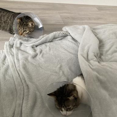 Vorschau von felmo Mobiler Tierarzt Essen