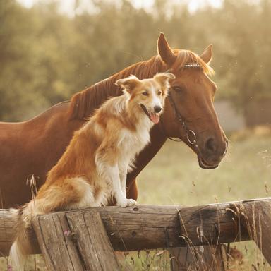 Vorschau von Tierarztpraxis Donnadieu - Chiropraktik & Osteopathie für Pferde und Hunde