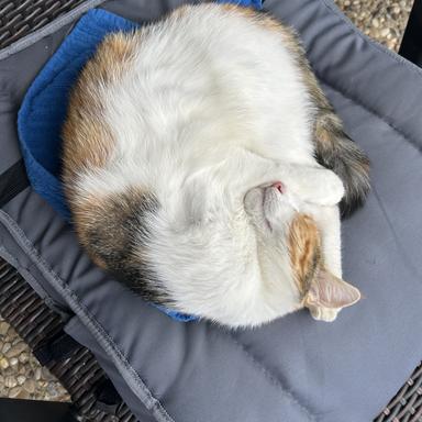 Vorschau von Kleintierpraxis Dr. med. vet. Annett Zimmermann