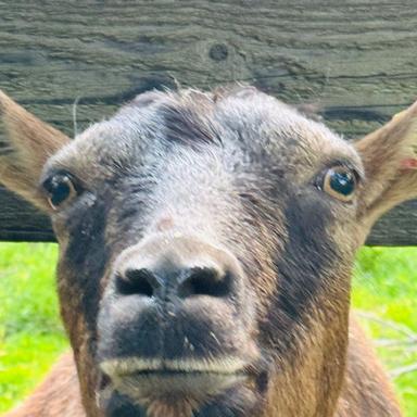 Preview of Tierarztpraxis Tegtmeyer - für Großtiere