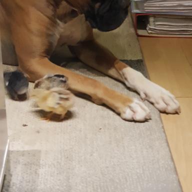 Vorschau von Tierarzt Dr. Patzak