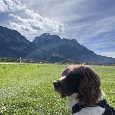 Vorschau von Kleintierpraxis prakt. Tierarzt Peter Bober