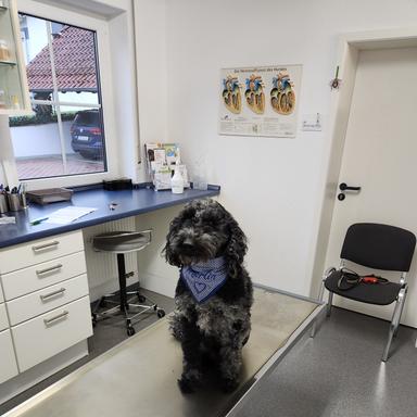 Preview of Dr. med. vet. Andreas Wald prakt. Tierarzt