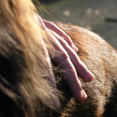 Vorschau von Veterinär-Chiropraktik Anne Pradel _ Ganzheitliche Tiermedizin für Pferde