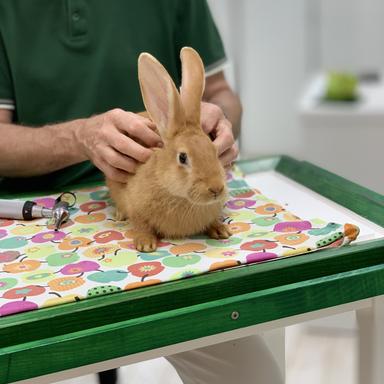 Vorschau von Tierarzt Dr. med. vet. Roland Tammer, Kleintierpraxis