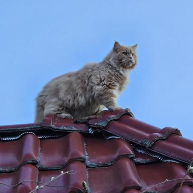 Vorschau von Tierarztpraxis Luise Jahn