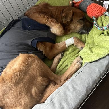 Vorschau von Tierärztliche Klinik Gessertshausen Altano GmbH