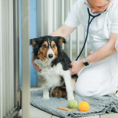 Vorschau von Tierklinik Ismaning