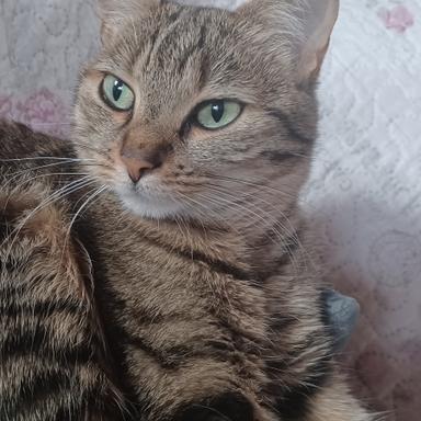Vorschau von Dr.med.vet. Gabriela Bleßmann, ganzheitliche Tierarztpraxis