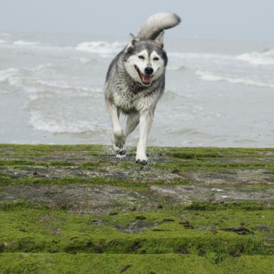 Preview of Tierarztpraxis Pfahl-Kreis, pets-in-motion
