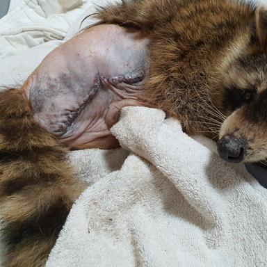 Vorschau von Tierklinik Großmoor