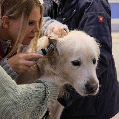 Vorschau von Tierklinik für Naturheilkunde am Förderturm mit Tierärztlicher Abteilung