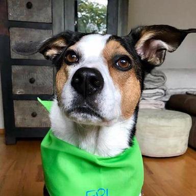 Vorschau von BrainCheck.Pet - Tierärztliche Praxis für Epilepsie (Tierarzt)