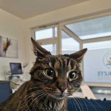 Vorschau von Tierärzte am Borgwallsee