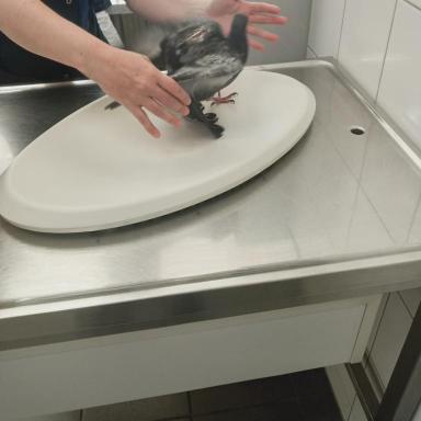 Preview of Tierklinik Krauß
