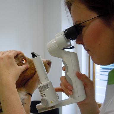 Vorschau von Tierärztliche Spezialpraxis für Augenheilkunde - Dr. Anja Engelhardt