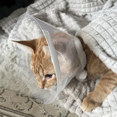 Vorschau von felmo Mobiler Tierarzt Hamburg