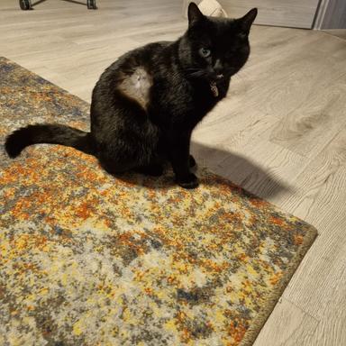 Vorschau von Tierarztpraxis Canifelis