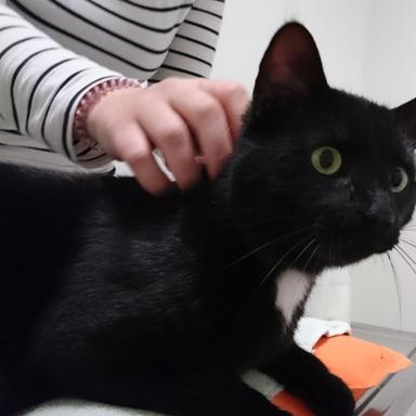 Vorschau von Tierärztliche Praxis für Kleintiere Dr. med. vet. Uwe Reinhard