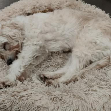 Vorschau von Tierärztin Monika Bethke, Hunde-Darmcheck