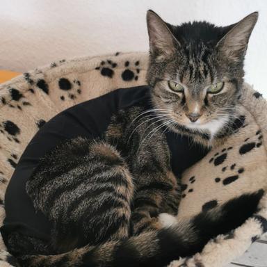 Vorschau von Tierärztliche Klinik für Kleintiere - Leverkusen