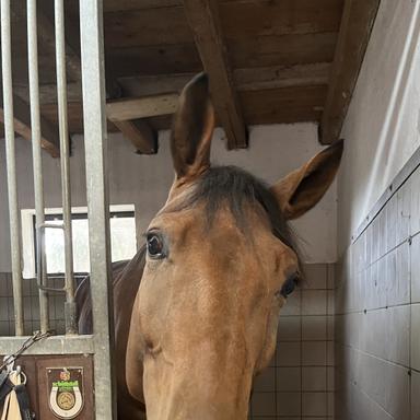 Preview of Tierärztliche Klinik für Pferde Wolfesing