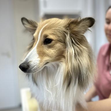 Preview of Dr.med.vet. Petra Geisser Tierärztin