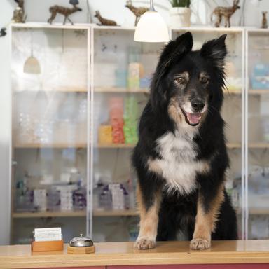 Vorschau von Tiergesundheit Volkach Tierärzte IVC Evidensia GmbH