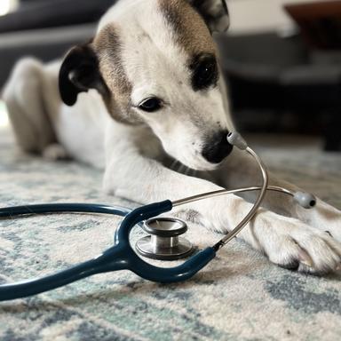 Preview of Tierarztpraxis Dr. med. vet. Laura Oelker