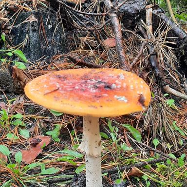Vorschau von Uta Müller von Blumencron Praktische Tierärztin