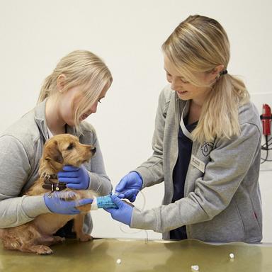 Preview of Tierärztliche Praxis für Kleintiere Dr. med. vet. Jasmin Böddeker