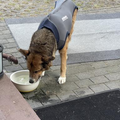 Vorschau von Kirsten Garling Tierärztin