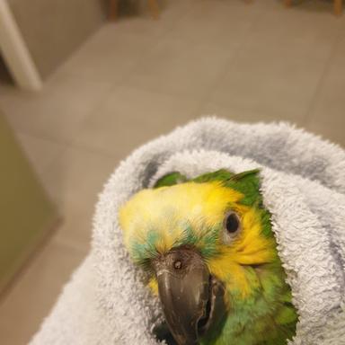 Preview of Dr. Petra Zsivanovits Tierärztliche Praxis für Vogelmedizin