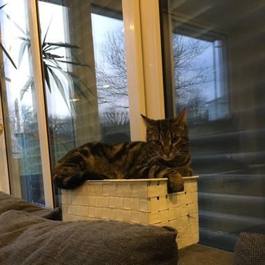Preview of Tierärztlicher Hausbesuchsdienst Monika Heinrich