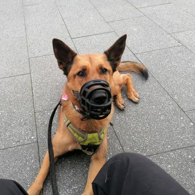 Preview of Tierärztliche Praxis für Kleintierverhalten