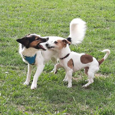 Vorschau von Hundepension BelLissiMo