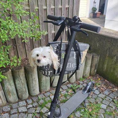Vorschau von Brigitte Roscher-Ferstl Tierärztin