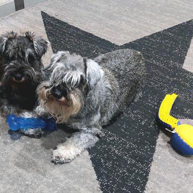 Preview of Tierarztpraxis Knaub