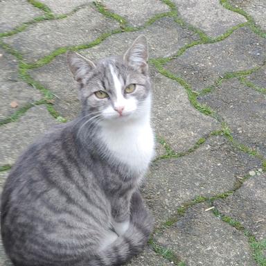 Preview of Dr.med.vet. Wolfgang Bittner Tierarzt