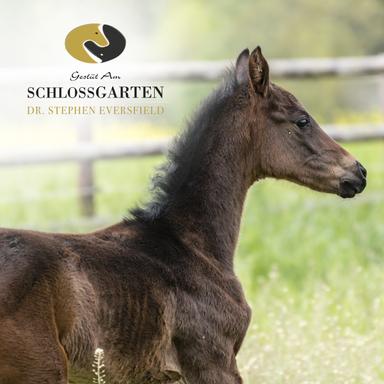 Preview of Gestüt Am Schlossgarten
