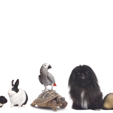 Vorschau von Tierärztliche Klinik für Kleintiere Dr. med. vet. Jan Apelt