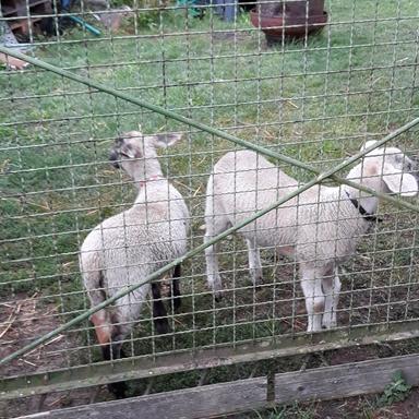 Vorschau von Carsten Löffelholz Tierarzt