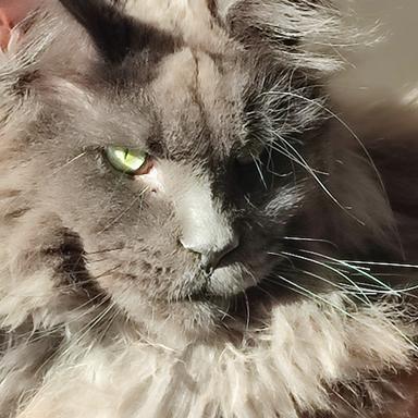Preview of Dr. med. vet. Binja Bergmann