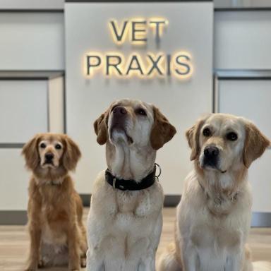 Preview of VETPraxis für Kleintiere GmbH